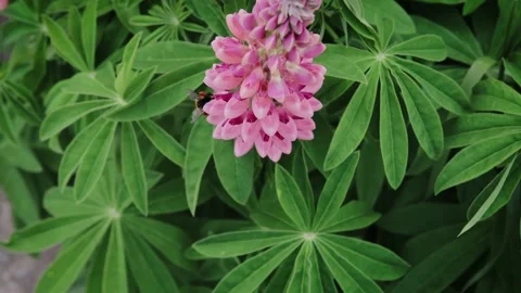 Bumblebee collecting nectar and pollen from the flowers of pink lupine. Close up Stock Footage 168674850