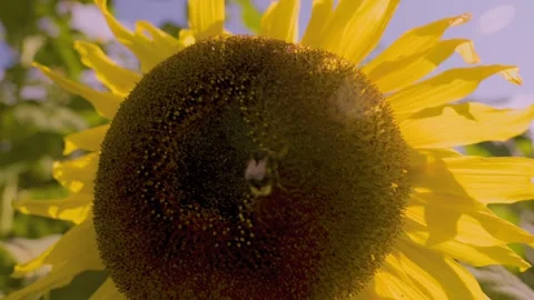 Bumblebee Collecting Nectar and Pollen on Giant Sunflower Sunny Worcestershire 库存影片 252687619