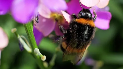 Bumblebee collecting nectar and pollen from a purple flower Stock Footage 337739254