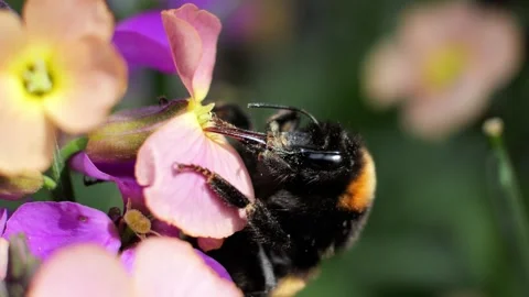 Bumblebee collecting nectar and pollen from a flower 動画素材 337742770