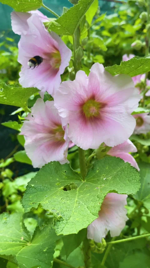 Bumblebee collecting nectar and pollen from light pink hollyhock bloom. Video stock 339318329