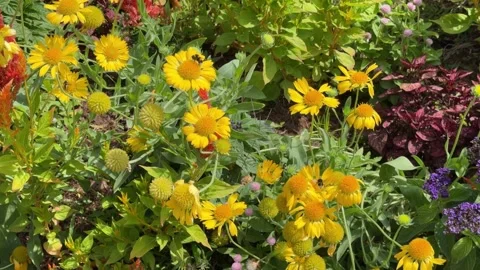 Bumblebee collecting nectar and pollen on yellow flower 스톡 동영상 340425696