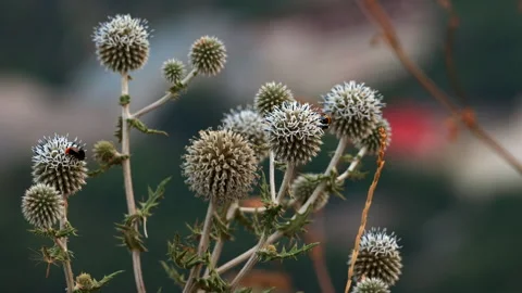 Bumblebee collecting nectar from blooming blue globe thistle plant Stock-Footage 331076592