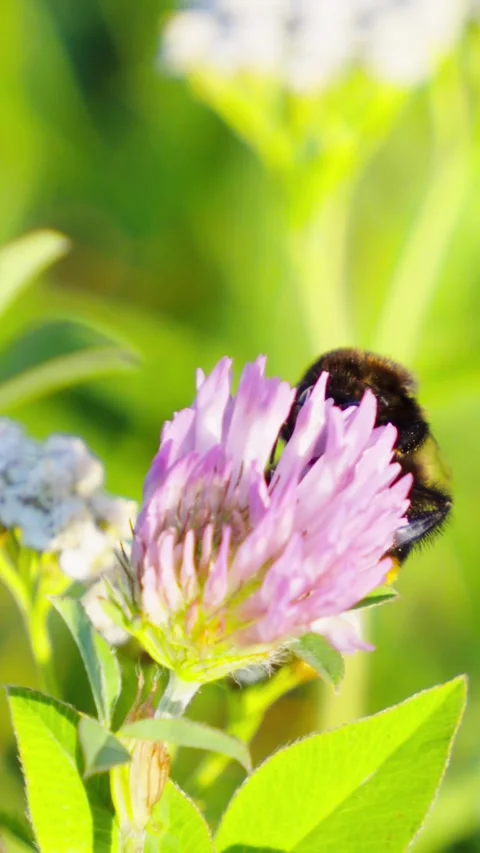 Bumblebee collecting nectar on a blooming purple clover flower 動画素材 344462917