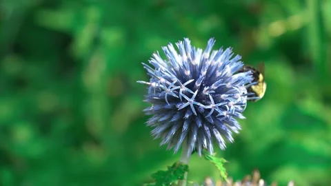 Bumblebee collecting nectar on a blue globe thistle flower in a sunny green gard Stock Footage 329155467