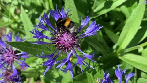 Bumblebee collecting nectar on a blue-purple cornflower on a summer sunny day Stock Footage 196884239