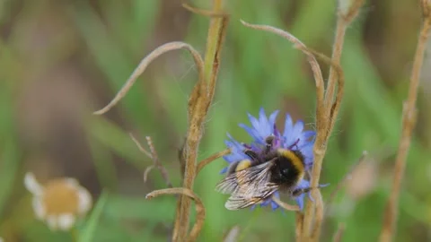 Bumblebee Collecting Nectar from Blue Wildflower in Garden Vídeos de archivo 316571353