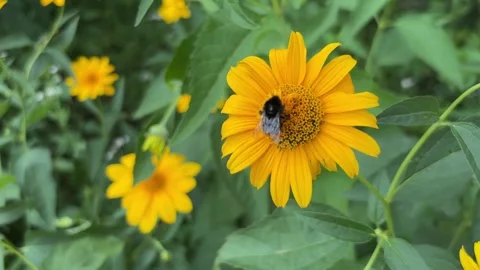 Bumblebee Collecting Nectar on Bright Yellow Flower in Summer Garden Close Up 스톡 동영상 340918069
