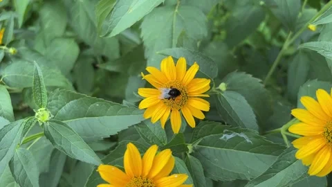 Bumblebee Collecting Nectar on Bright Yellow Flower in Summer Garden Close Up 스톡 동영상 340918077