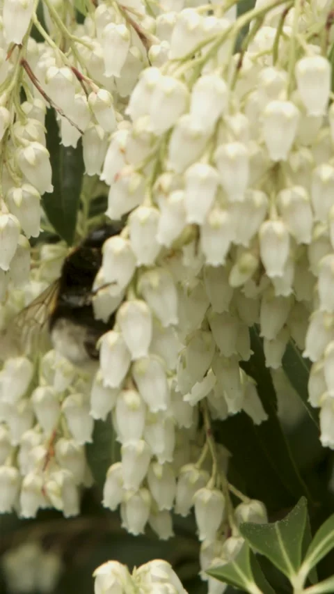 Bumblebee Collecting Nectar from Clusters of White Bell-Shaped Flowers in Garden Stock Footage 335909198