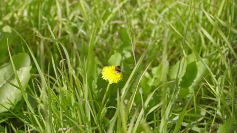 Bumblebee Collecting Nectar on Dandelion Stock Footage 331449908