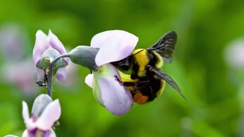 Bumblebee collecting nectar from delicate purple flower 스톡 동영상 340641088