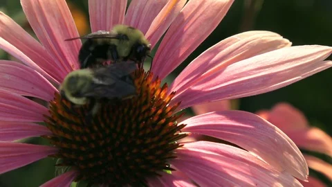 A bumblebee collecting nectar on an echinacea cone flower, Pollinators Stock Footage 117032162