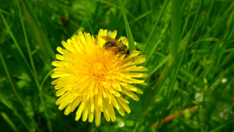 A bumblebee collecting nectar on an echinacea flower, Pollinators. Flower and Stock Footage 240927591