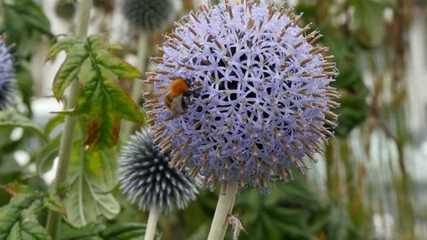 Bumblebee collecting nectar from echinops (globe thistal) Stock Footage 78632955