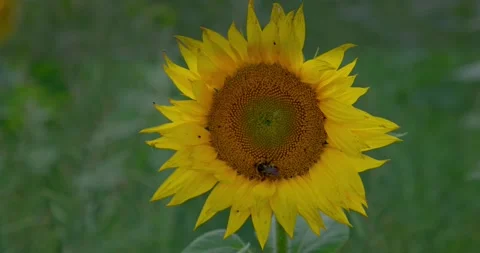 A bumblebee collecting nectar on a flower, Pollinators. Stock Footage 221721800