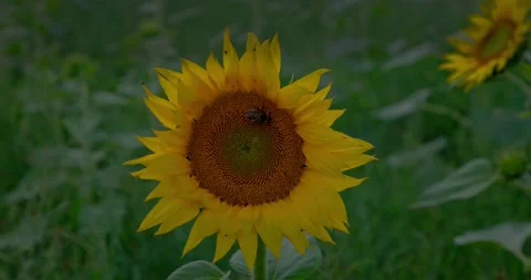 A bumblebee collecting nectar on a flower, Pollinators. Stock Footage 221721827