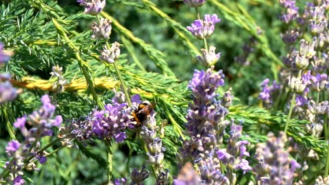 Bumblebee collecting nectar flowers Stock Footage 112686332
