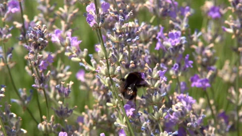 Bumblebee collecting nectar flowers Stock Footage 112687363