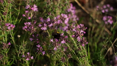 A bumblebee collecting nectar on an flowers. Pollinators. 4K UHD video Stock-Footage 157639662