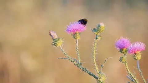 Bumblebee collecting nectar Stock Footage 67249363