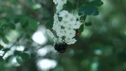 Bumblebee collecting nectar Stock Footage 76886707