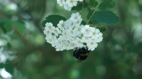 Bumblebee collecting nectar Stock Footage 76887140