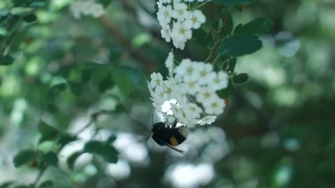 Bumblebee collecting nectar Stock Footage 76887711