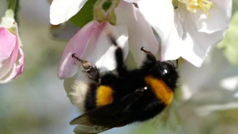 Bumblebee collecting nectar Stock Footage 136299375