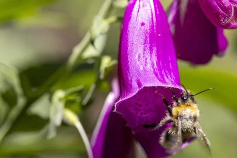 Bumblebee collecting nectar inside purple foxglove flower Fotos de archivo