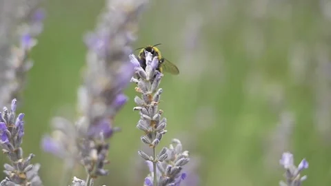 Bumblebee collecting nectar from a lavender flower on the Patagonian summer 스톡 동영상 256183585