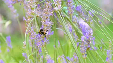 Bumblebee collecting nectar on lavender flower. Soft green background Stock-Footage 332162817