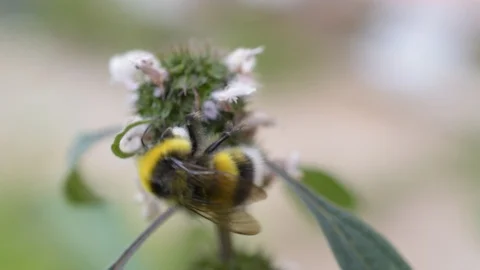 Bumblebee collecting nectar or pollen on flowering motherwort Stock Footage 87794569