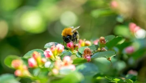 Bumblebee collecting nectar Stock Photos