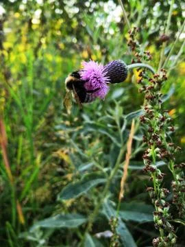 Bumblebee collecting nectar Stock Photos