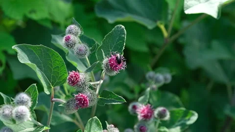 A bumblebee collecting nectar from a pink burdock flower. Video stock 339629349