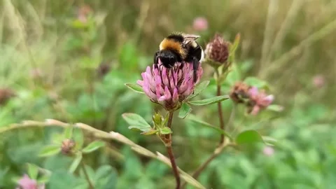 Bumblebee collecting nectar from a pink clover flower, macro close-up Stock Footage 340238310
