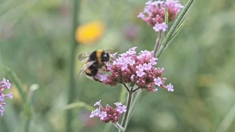Bumblebee collecting nectar on pink flower Stock Footage 115841385