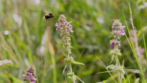 Bumblebee collecting nectar pollen on Flower flying Slow motion closeup Macro Stock Footage 93934551