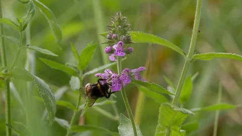 Bumblebee collecting nectar pollen on Flower Slow motion closeup Macro Stock Footage 93936380