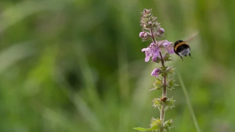 Bumblebee collecting nectar pollen flying on Flower Slow motion closeup Macro Stock Footage 93935472