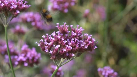 Bumblebee collecting nectar pollen Stock Footage 138515317