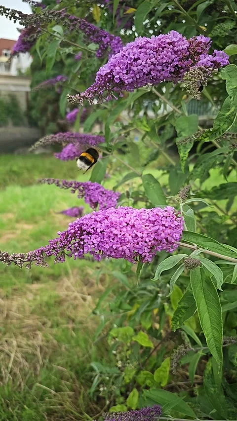 Bumblebee collecting nectar from purple buddleja flowers Stock Footage 346463585