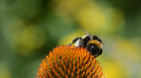 Bumblebee collecting nectar on a purple coneflower swaying in the wind Stock Footage 59043257