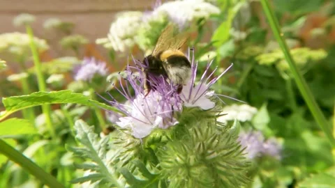 Bumblebee collecting nectar on purple Stock Footage