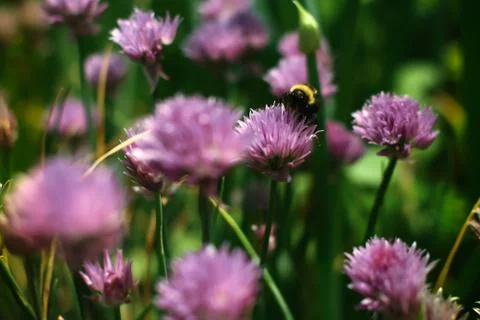 Bumblebee collecting nectar on a red clover flower Stock Photos