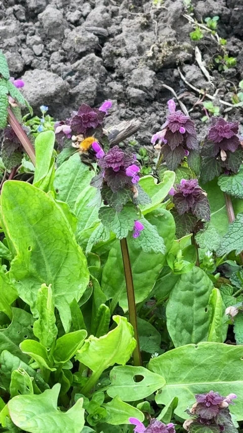 Bumblebee collecting nectar from red dead-nettle flowers 스톡 동영상 340237696