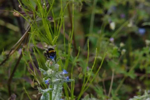 Bumblebee collecting nectar from a small blue flower in a lush green meadow Stock Photos
