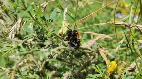 Bumblebee collecting nectar from a small flower in a lush green meadow Stock Photos