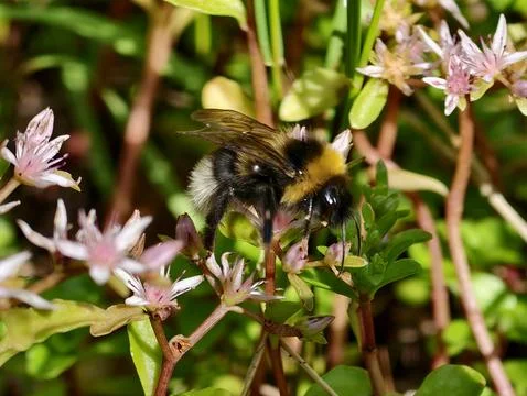 Bumblebee collecting nectar on small pink groundcover flowers Stock Photos